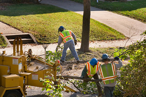 Best Tree Cabling and Bracing  in Sheridan, WY